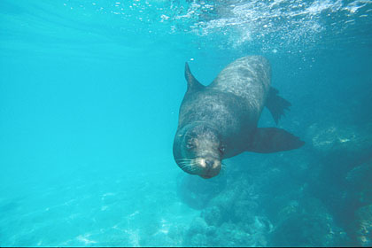 Galapagos Sea Lion, underwater. Santa F